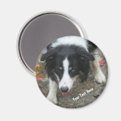 Border Collie Stare Dog Magnet Magneet (Voorkant / Achterkant)