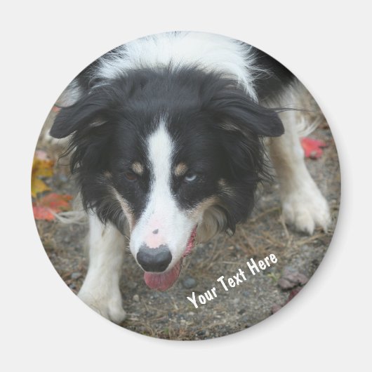 Border Collie Stare Dog Magnet Magneet (Voorkant)
