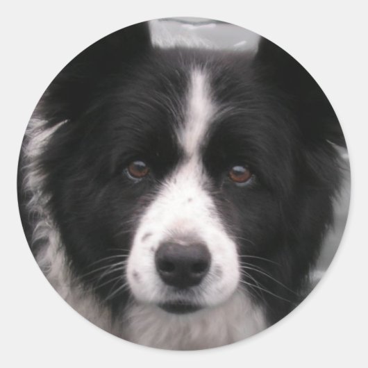 Border Collie Sticker (Voorkant)