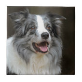 Border Collie Tegeltje (Voorkant)