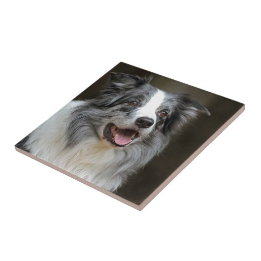 Border Collie Tegeltje (Zijkant)