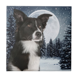 Border Collie Tile Tegeltje