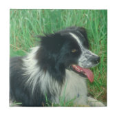 Border Collie Tile Tegeltje (Voorkant)