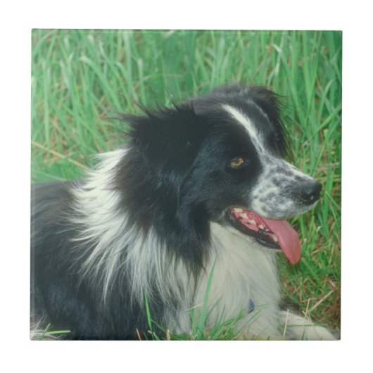 Border Collie Tile Tegeltje (Voorkant)
