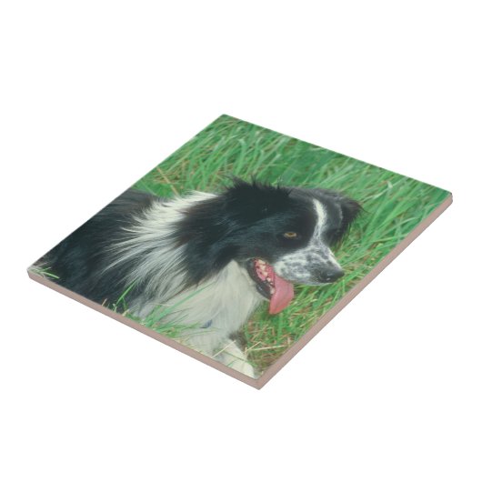 Border Collie Tile Tegeltje (Zijkant)
