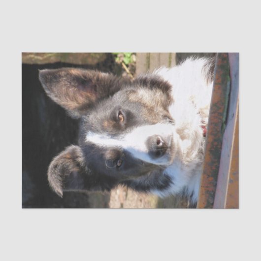 BORDER COLLIE TISSUEPAPIER (Voorkant)