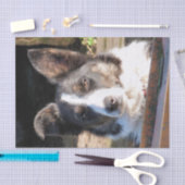 BORDER COLLIE TISSUEPAPIER (Craft)