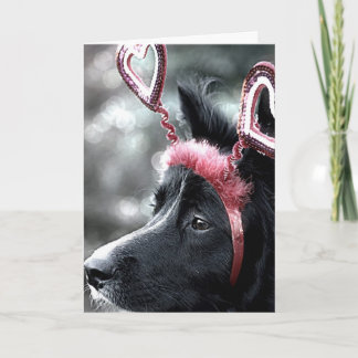 Border Collie Valentijn Card Feestdagen Kaart