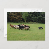 Border Collie werken Briefkaart (Voorkant / Achterkant)
