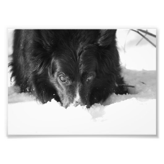 Border Collie Zwart-wit Foto Afdruk (Voorkant)