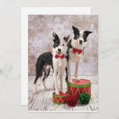 Border Collies Feestdagenkaart (Voorkant / Achterkant)