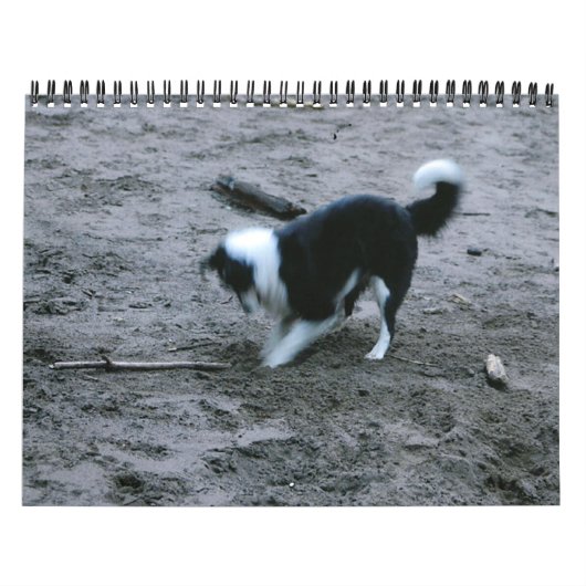 Border Collies Galore Kalender (Hoes)