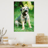 Border Terrier Poster (Keuken)