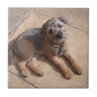 Border Terrier Puppy Tegeltje