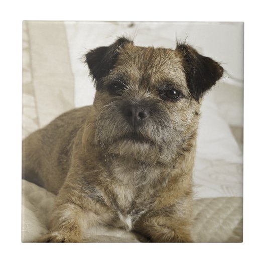 Border Terrier Tegeltje (Voorkant)