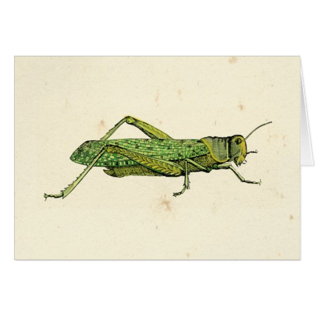 Bordered Print of Green Grasshopper (Voorkant Horizontaal)