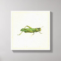 Bordered Print of Green Grasshopper