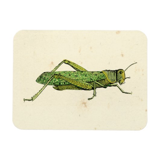 Bordered Print of Green Grasshopper Magneet (Horizontaal)