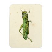 Bordered Print of Green Grasshopper Magneet (Verticaal)