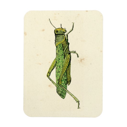 Bordered Print of Green Grasshopper Magneet (Verticaal)