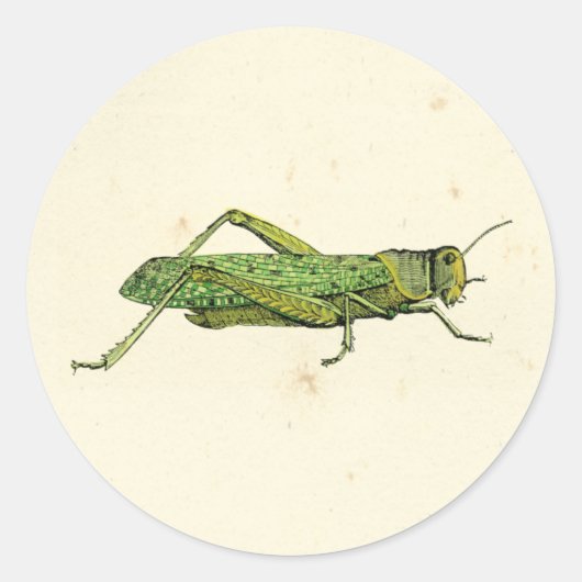 Bordered Print of Green Grasshopper Ronde Sticker (Voorkant)