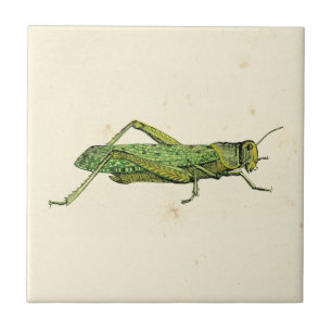 Bordered Print of Green Grasshopper Tegeltje