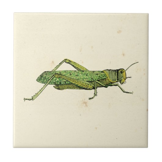 Bordered Print of Green Grasshopper Tegeltje (Voorkant)