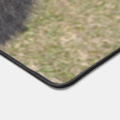 Bordure Collie (Coin)