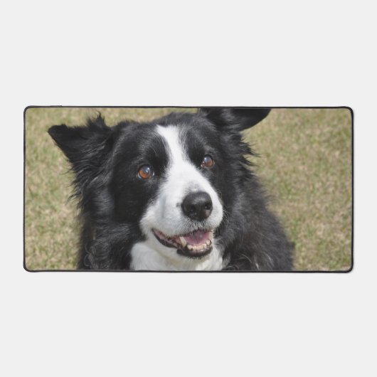 Bordure Collie (Recto)