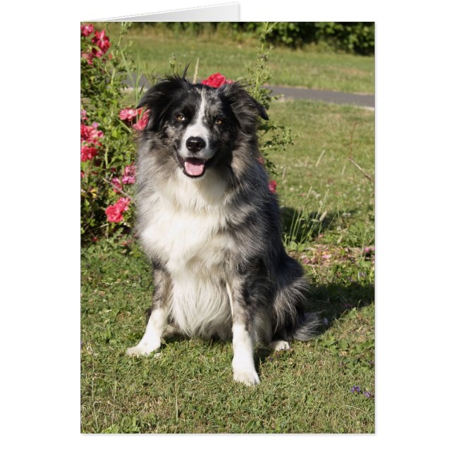 Bordure Collie (Devant)