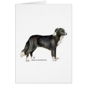 Bordure Collie