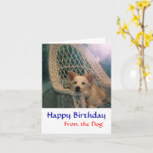 Bordure Collie Carte d'anniversaire (Fleur jaune)