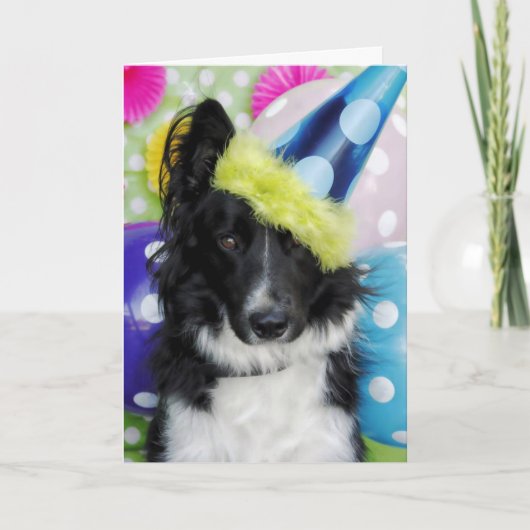 Bordure Collie Carte d'anniversaire (Devant)