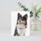 Bordure Collie Chien Chien Chien Chien Grey Carte  (Debout devant)