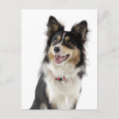 Bordure Collie Chien Chien Chien Chien Grey Carte  (Devant)