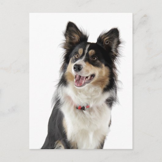 Bordure Collie Chien Chien Chien Chien Grey Carte  (Devant)