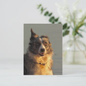 Bordure Collie Chien exécutant carte postale (Debout devant)