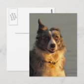 Bordure Collie Chien exécutant carte postale (Devant / Derrière)