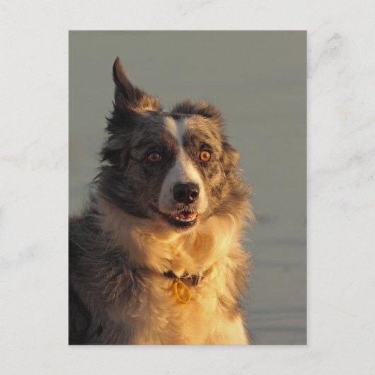 Bordure Collie Chien exécutant carte postale (Devant)