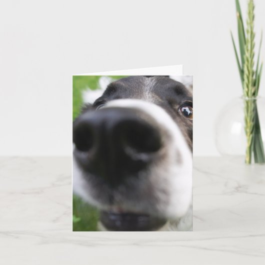 Bordure Collie Chien Visage Gros plan Carte de voe (Devant)