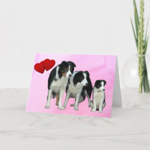Bordure Collie Chiens Cartes de Voeux Coeur