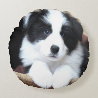 Bordure Collie Coussin rond