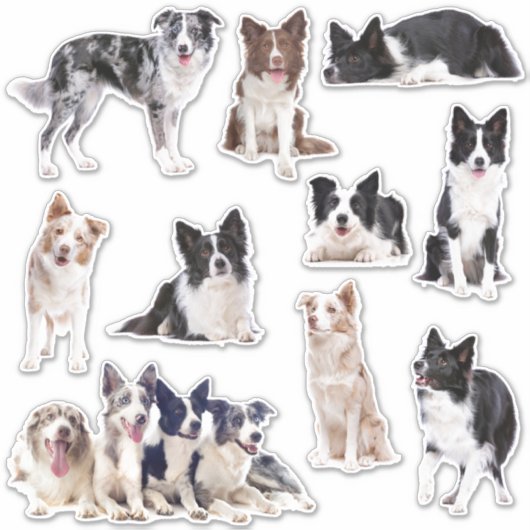 Bordure Collie ensemble de 10 autocollants (Devant)