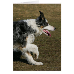 Bordure Collie Exécution 1