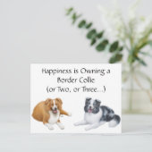 Bordure Collie Happy Carte postale (Debout devant)