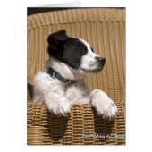 Bordure Collie Heeler Mix Chien Sleepy Chiot Photo (Devant)