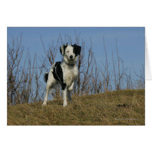 Bordure Collie Leg