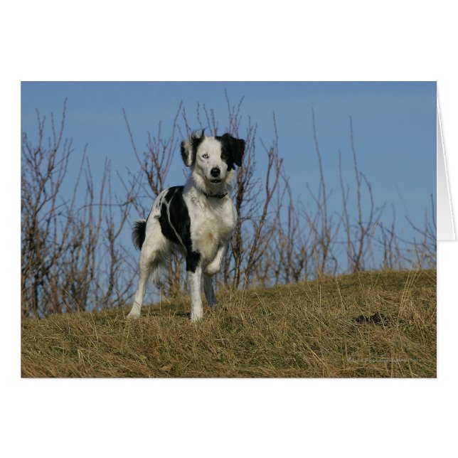Bordure Collie Leg (Devant horizontal)
