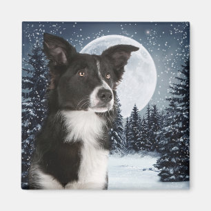 Bordure Collie Magnet