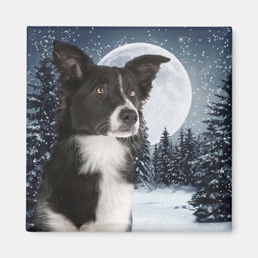 Bordure Collie Magnet (Devant)